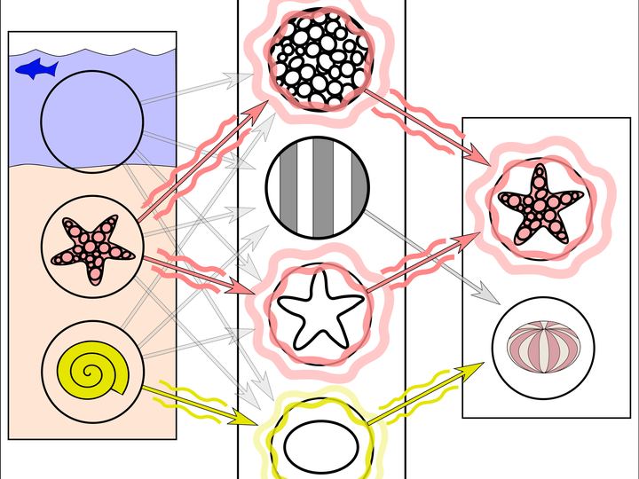 Diagram of a simple neural network linking image features to labels for a starfish and a sea urchin